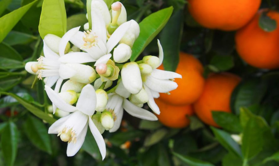 How to Make Orange Flower Herbal Anti-Wrinkle Cream